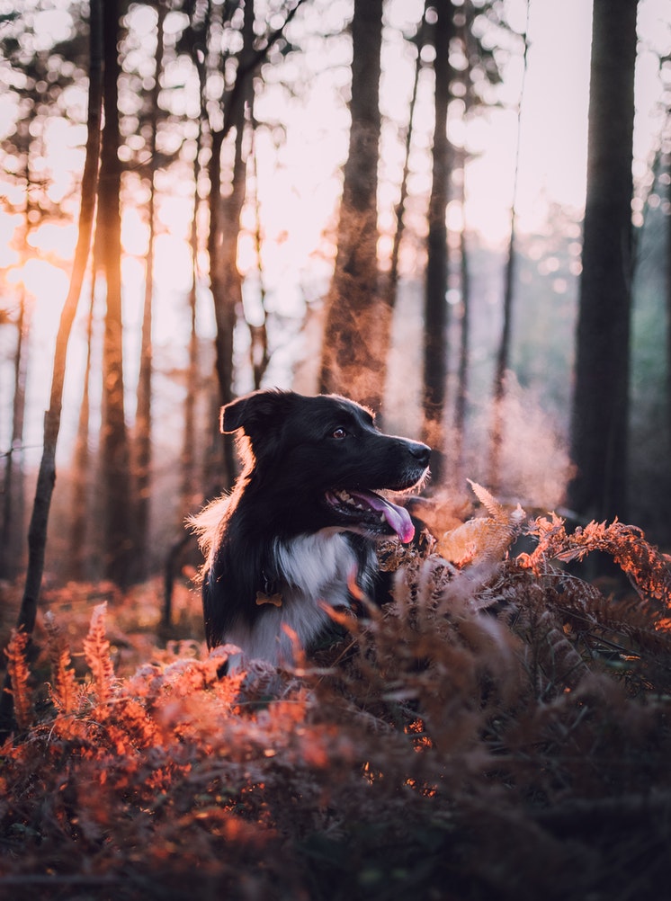 A happy dog among the trees in the forest at sunset