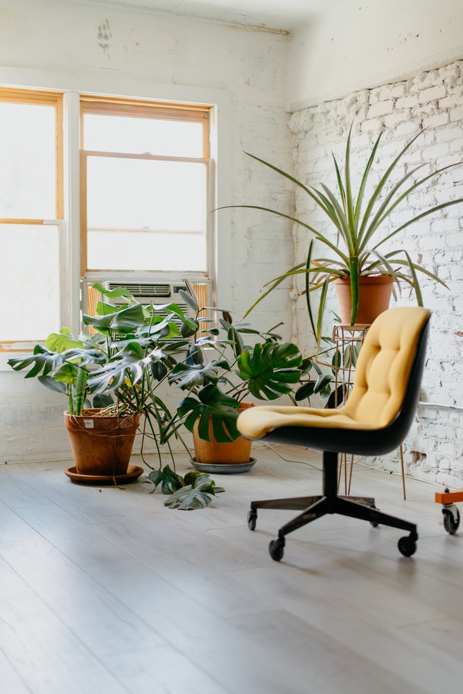 A yellow office chair is surrounded by gorgeous office greenery