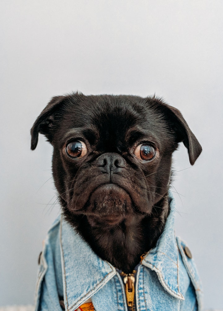 A pug in a denim jacket