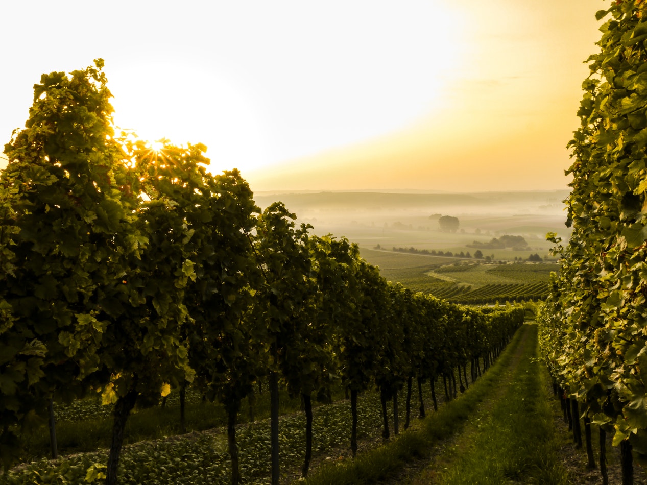 A lush green vineyard at sunset