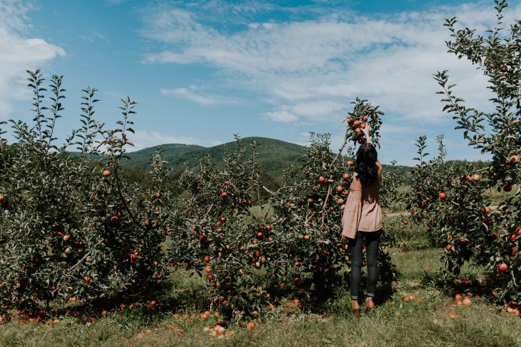 A woman picks and apple from the orchard