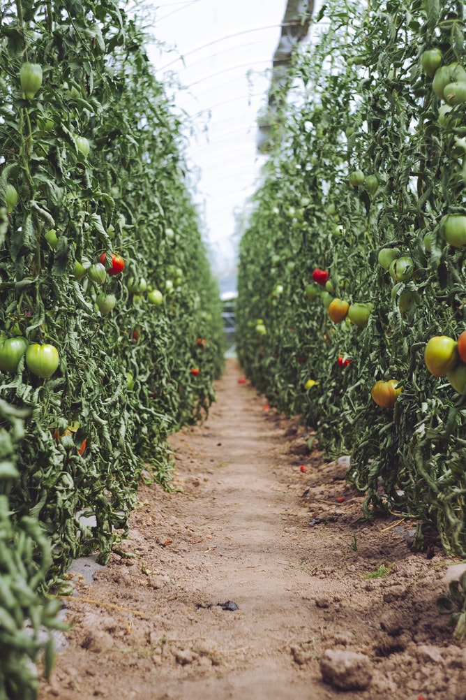 A row of tomatoes on their vines
