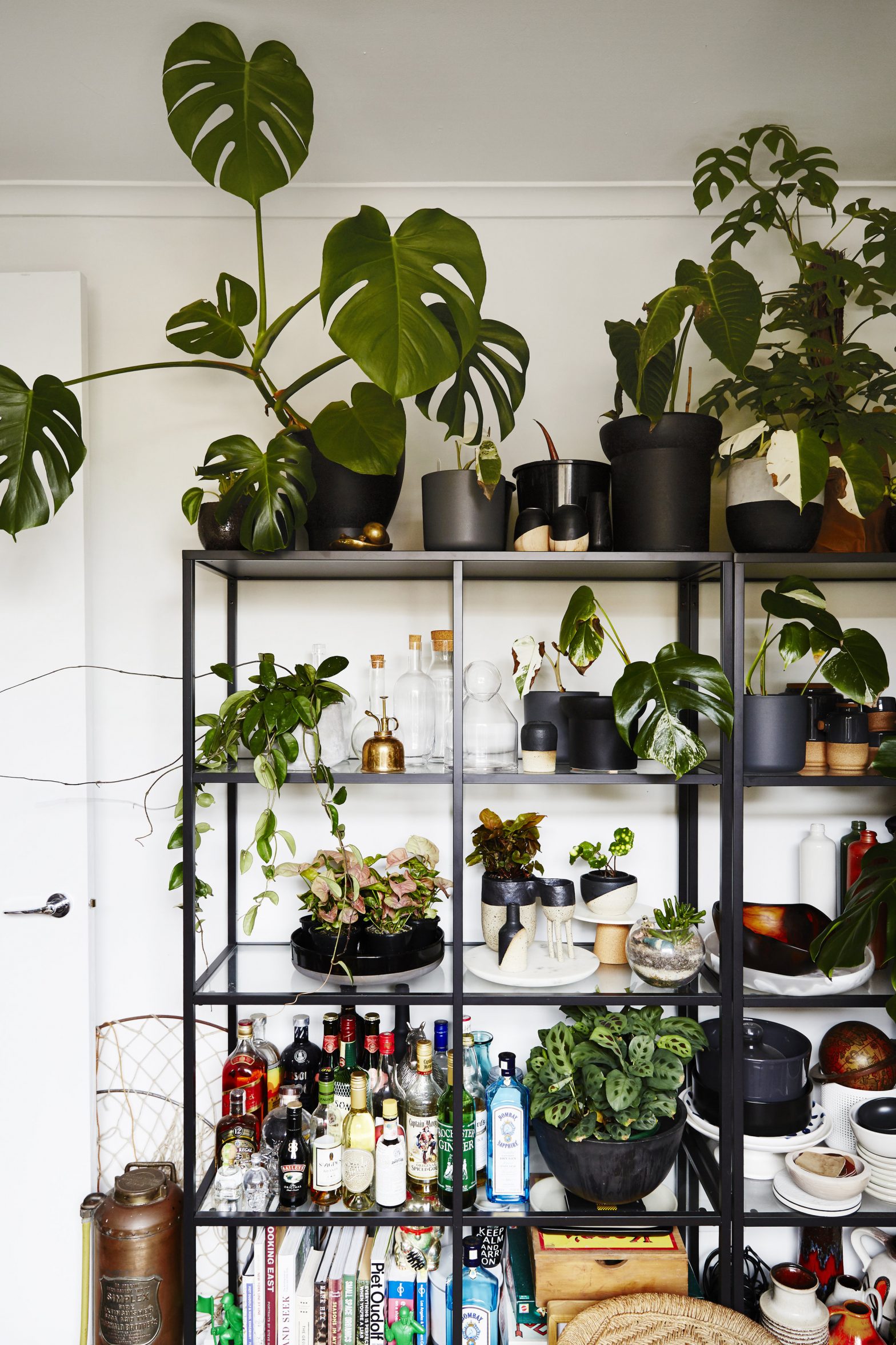 Shelves lines with plants