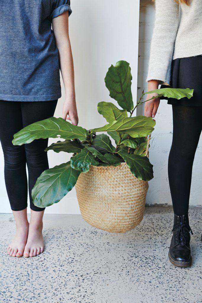Two people holding a plant in a basket