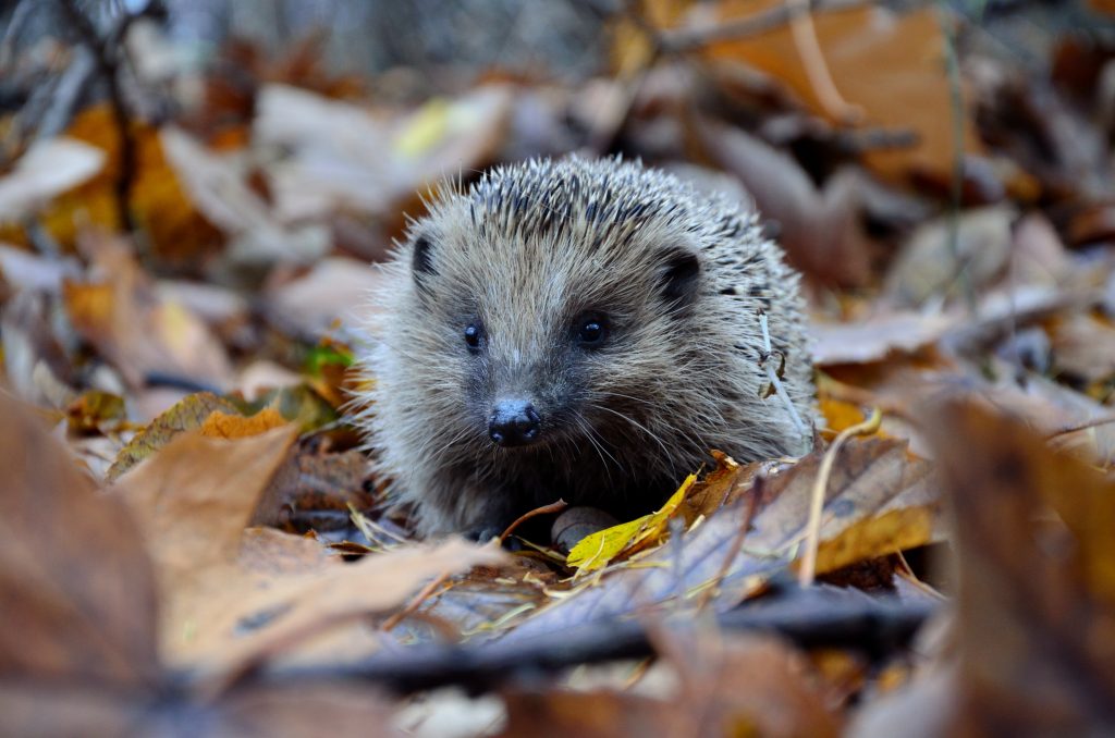 An echidna surrounded by leaves