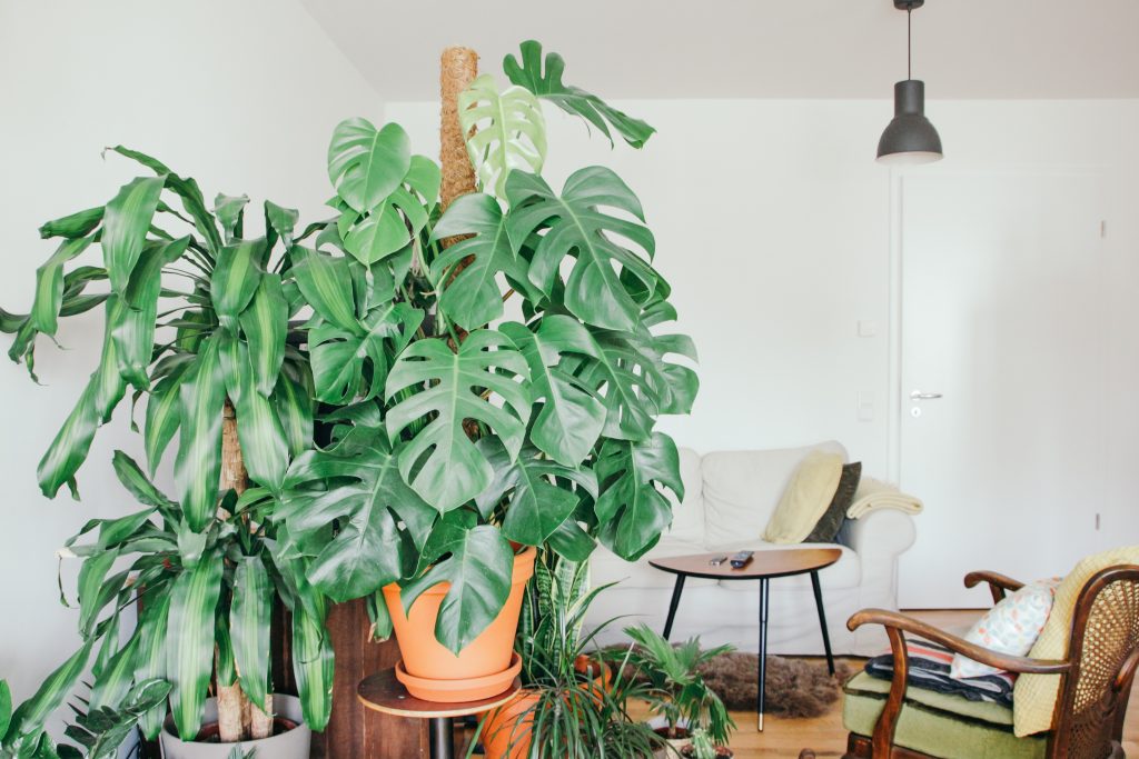 A lush plant takes centre stage in a zen zone