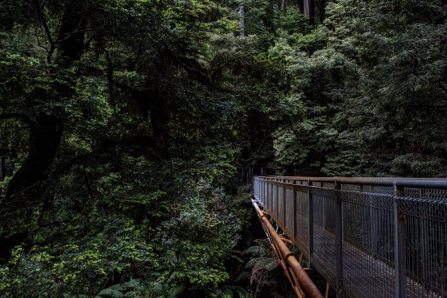 A suspension bridge in a rainforest