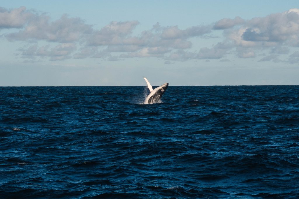 A whale breaches in the deep blue ocean
