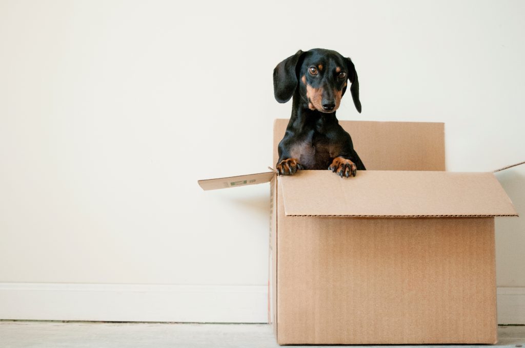 A black dachshund sits in a cardboard moving box