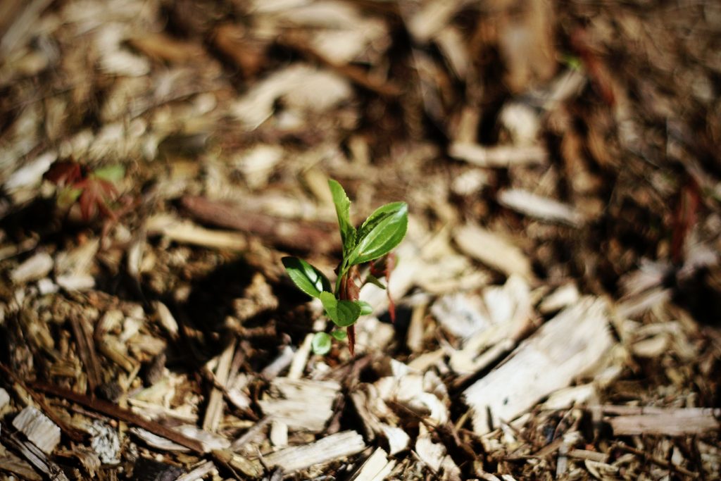 A green seedling flowers through the mulch