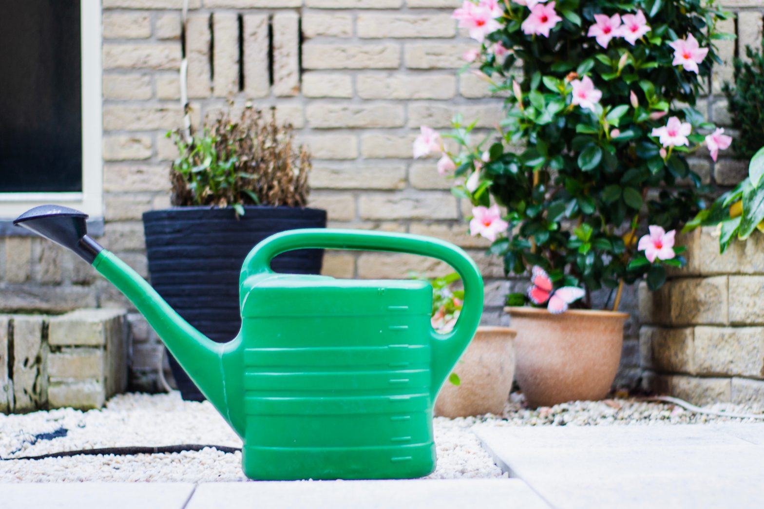A green watering can sits on the path in front of potted plants